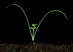 Pecten: Shepherd's needle seedling