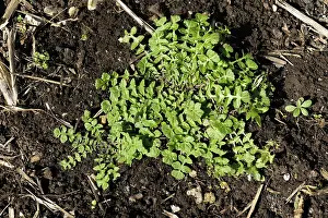 Rosette: Shepherds purse