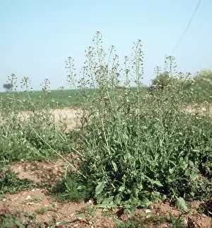 Seeding: Shepherd's purse