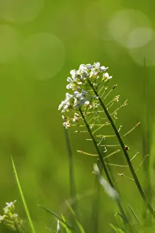 Flare: Shepherd's-purse (Capsella bursa-pastoris) flowers