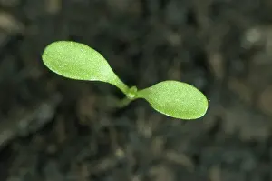 Germinating: Shepherd's purse seedling