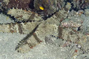 Badge: Sheriff-badge Sea Star - Night dive, Pyramids