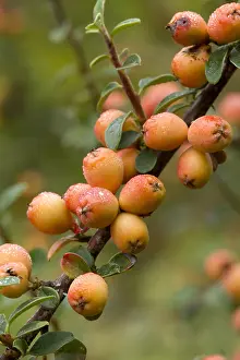 Cotoneaster: Sherriff's Cotoneaster (Cotoneaster sherriffii)