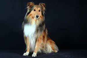Herding: Shetland on black background