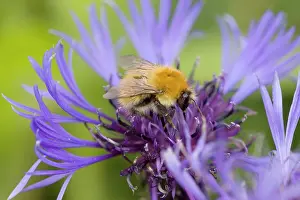 Orkneys: Shetland Bumblebee - also known as Moss Carder