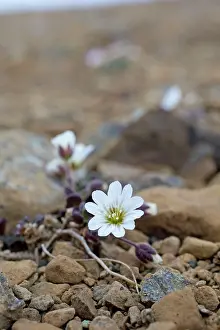 Chickweed: Shetland Mouse-ear / Shetland Mouse-eared Chickweed / Edmons