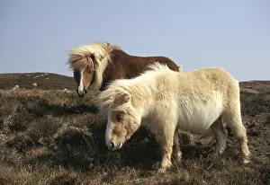 Winds: Shetland Ponies on South Uist Island Scotland