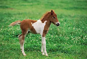 Foals: Shetland Pony - 10-days-old foal