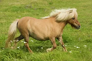Minature: Shetland Pony