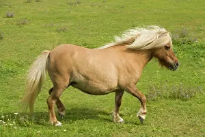Minature: Shetland Pony