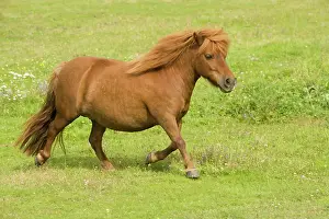 Minature: Shetland Pony