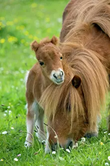 Jean-michel Labat: Shetland Pony