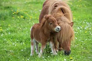 Jean-michel Labat: Shetland Pony