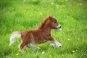 Jean-michel Labat: Shetland Pony