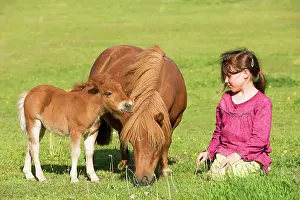 Kneeling: Shetland Pony - adult & foal grazing in field with
