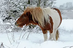 Minature: Shetland Pony browsing in the snow