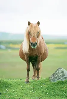 Pregnant: Shetland PONY - facing, in field