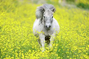 Buttercup: Shetland pony on a field of blooming buttercup (Ranunculus