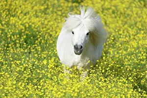 Gallop: Shetland pony on a field of blooming buttercup (Ranunculus