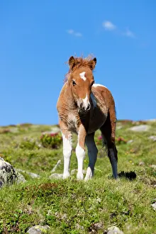 Sorrel: Shetland pony foal in the alps, sorrel pinto, Stubai