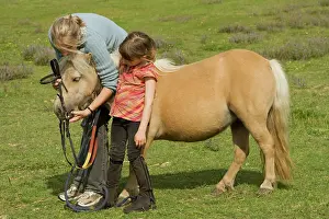 Minature: Shetland Pony - With girls having bridle put on