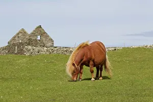 Croft: Shetland Pony - grazing with abandoned croft in background