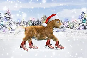 250919: Shetland Pony ice skating with Christmas hat in