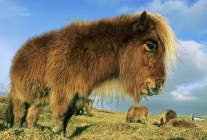 Schafer: Shetland Pony, mainland Shetland Islands