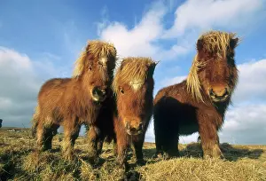 Schafer: Shetland Pony, mainland Shetland Islands