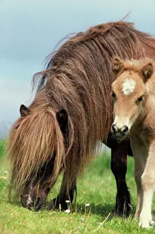 Manes: Shetland Pony - mare & foal in field with flowers