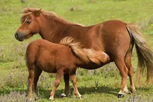 Minature: Shetland Pony - Mother and foal