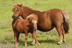 Minature: Shetland Pony - Mother and foal