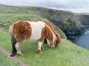Sturdy: Shetland Pony on pasture near high cliffs