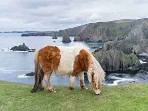 Sturdy: Shetland Pony on pasture near high cliffs