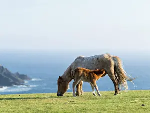 Sturdy: Shetland Pony on pasture near high cliffs