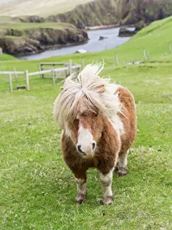 Sturdy: Shetland Pony on pasture near high cliffs