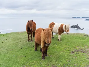 Sturdy: Shetland Pony on pasture near high cliffs