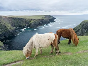 Sturdy: Shetland Pony on pasture near high cliffs
