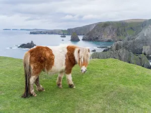 Sturdy: Shetland Pony on pasture near high cliffs