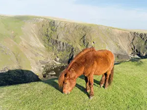 Sturdy: Shetland Pony on pasture near high cliffs