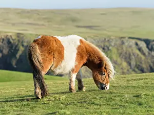 Sturdy: Shetland Pony on pasture near high cliffs