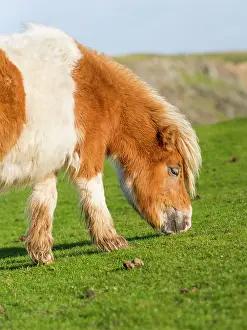 Sturdy: Shetland Pony on pasture near high cliffs