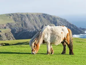 Sturdy: Shetland Pony on pasture near high cliffs