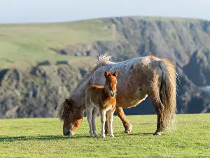 Sturdy: Shetland Pony on pasture near high cliffs
