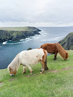 Sturdy: Shetland Pony on pasture near high cliffs