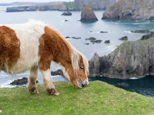 Sturdy: Shetland Pony on pasture near high cliffs