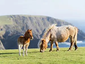 Sturdy: Shetland Pony on pasture near high cliffs