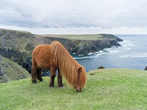 Ferus: Shetland Pony on pasture near high cliffs