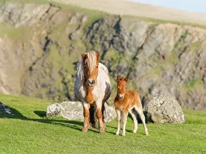 Ferus: Shetland Pony on pasture near high cliffs