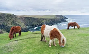Ferus: Shetland Pony on pasture near high cliffs